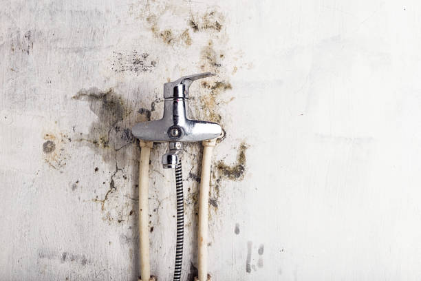 Best Fast Mold Removal  in Santa Rosa Valley, CA