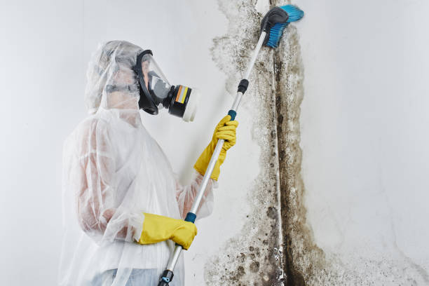 Best Crawl Space Mold Removal  in Santa Rosa Valley, CA