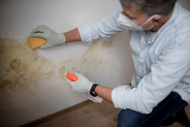 Best Local Mold Removal Service  in Santa Rosa Valley, CA