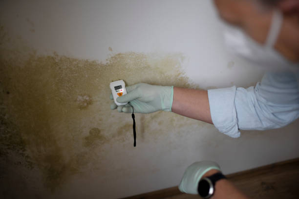 Professional Mold Removal in Santa Rosa Valley, CA