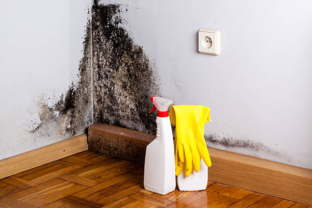 Certified Mold Removal in Santa Rosa Valley, CA