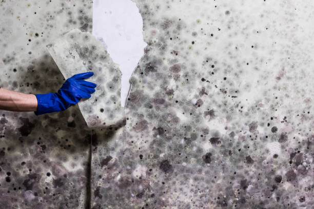 Best Same-Day Mold Removal  in Santa Rosa Valley, CA