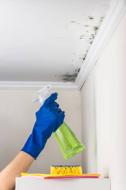 Best Home Mold Removal  in Santa Rosa Valley, CA