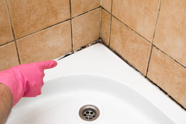 Best Emergency Mold Removal  in Santa Rosa Valley, CA