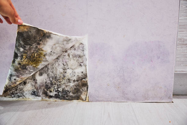 Best Residential Mold Removal  in Santa Rosa Valley, CA